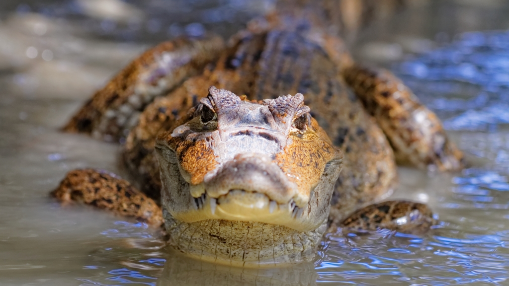 25 - Tortuguero NP (12).jpg